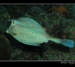 Cowfish from Bonaire.........Canon G7 by Brian Mayes 